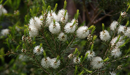 The Power of Tea Tree Oil: A Natural Solution for Ingrown Hairs